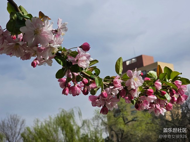 【拈花拾趣】枝頭俏