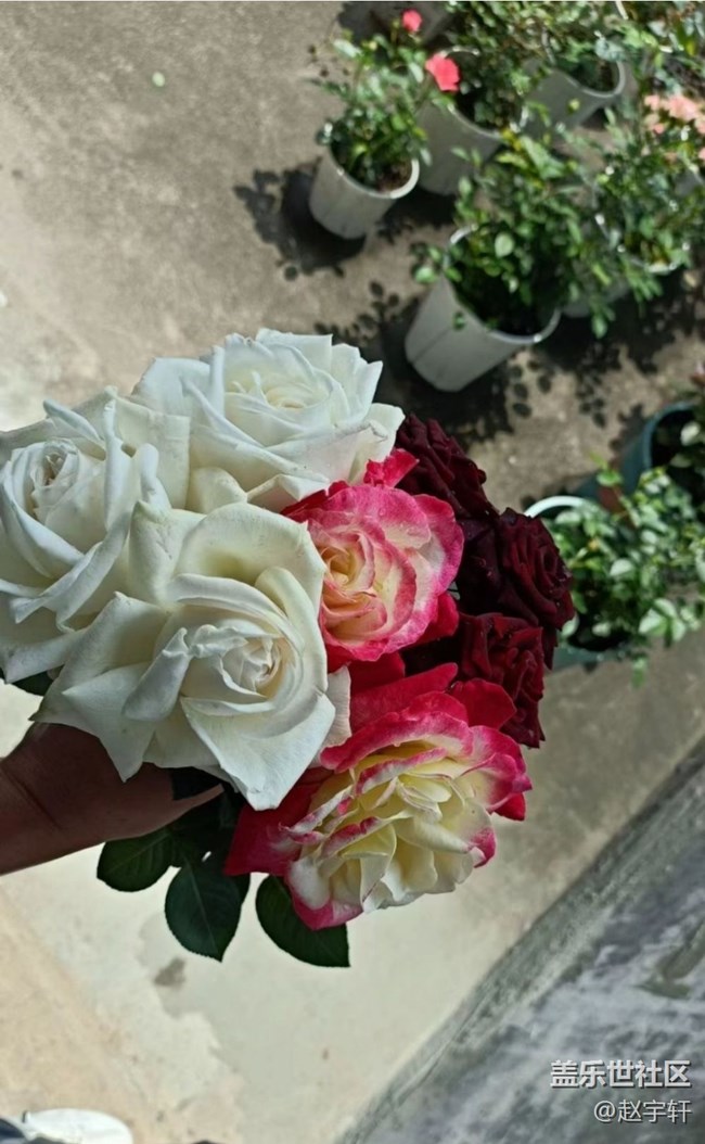 【春色撩人】花開