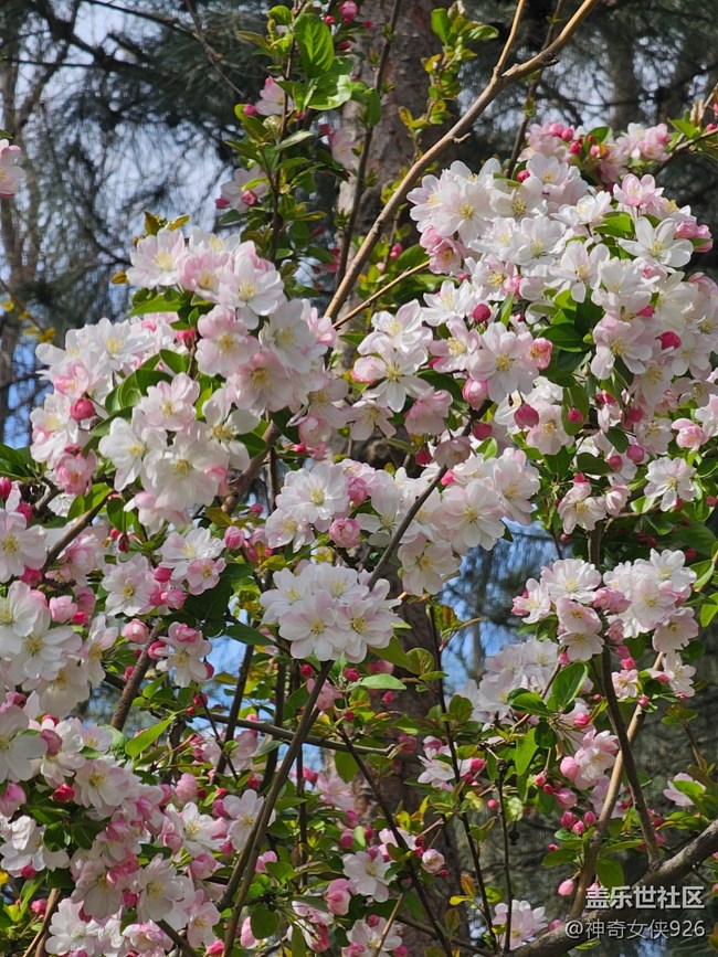 【拈花拾趣】花界