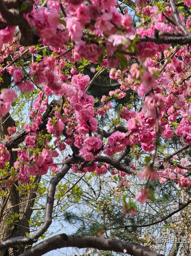 【拈花拾趣】正是花開時(shí)