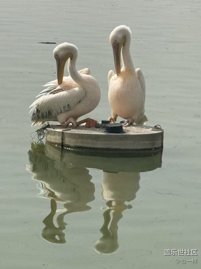 【Galaxy影像】#踏青+逛城