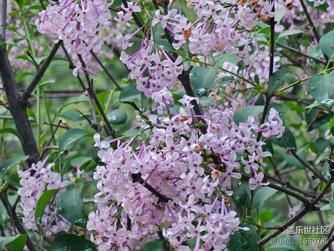 【拈花拾趣】花園