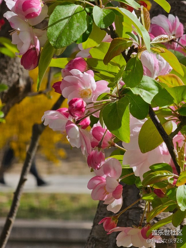 【拈花拾趣】林間花影