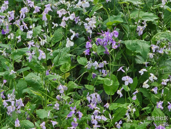 【拈花拾趣】花園