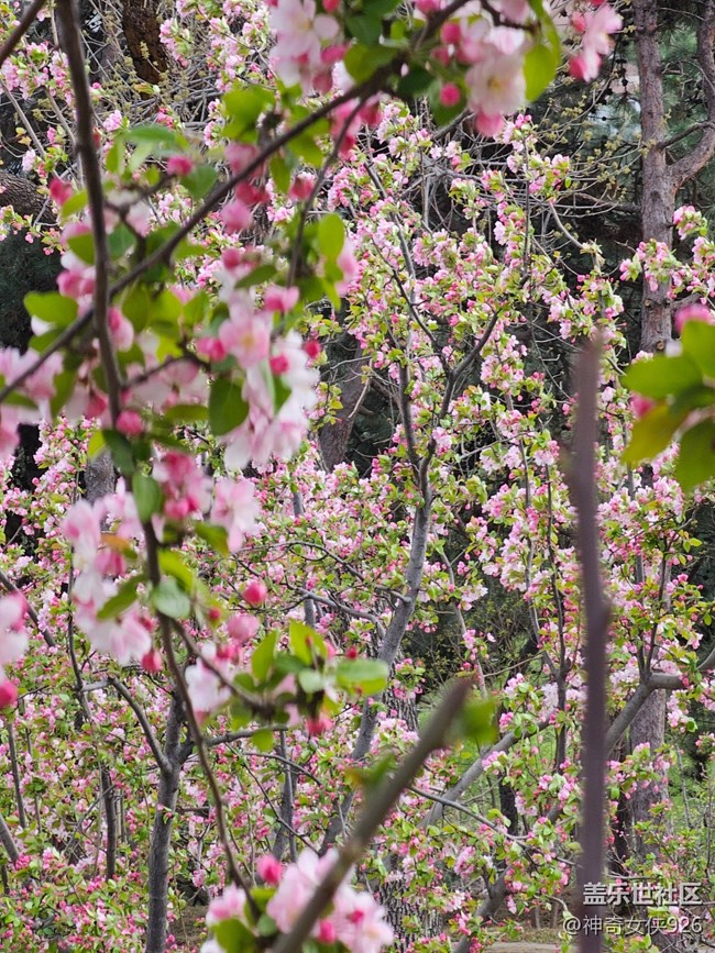 【拈花拾趣】花海世界