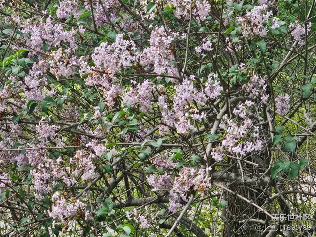 【拈花拾趣】花園