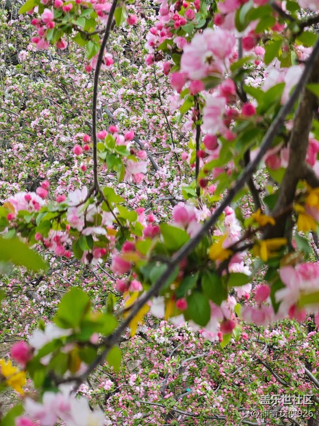 【拈花拾趣】花海世界