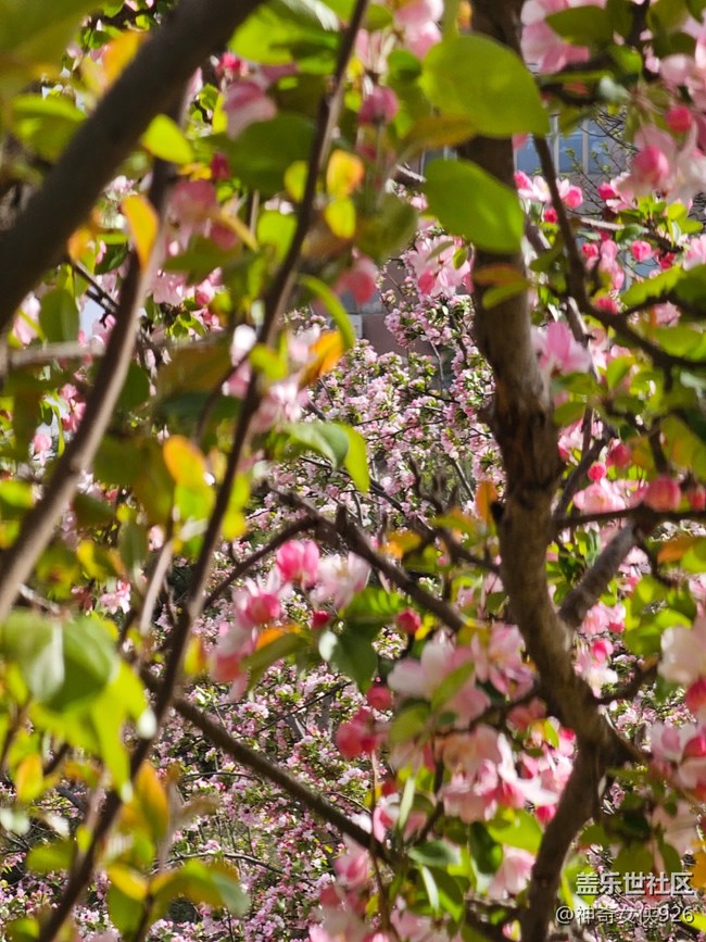 【拈花拾趣】林間花影