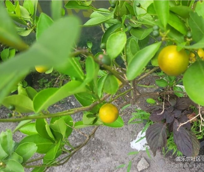 【春色撩人】小橘子