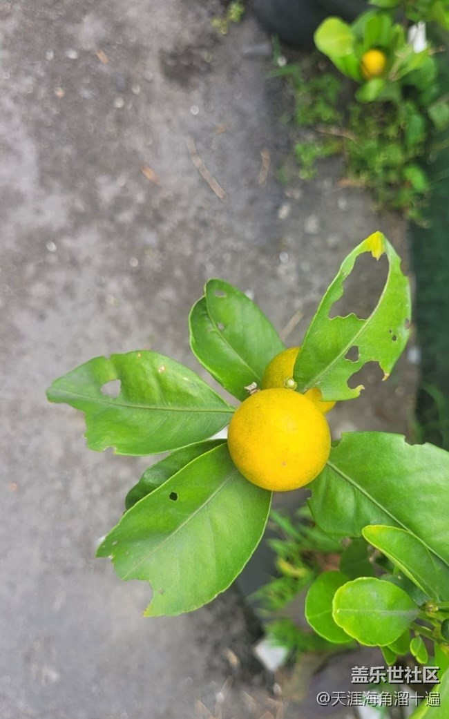 【春色撩人】小橘子
