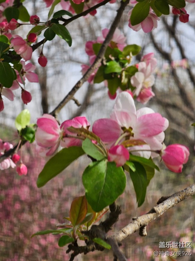 【拈花拾趣】樹枝之間