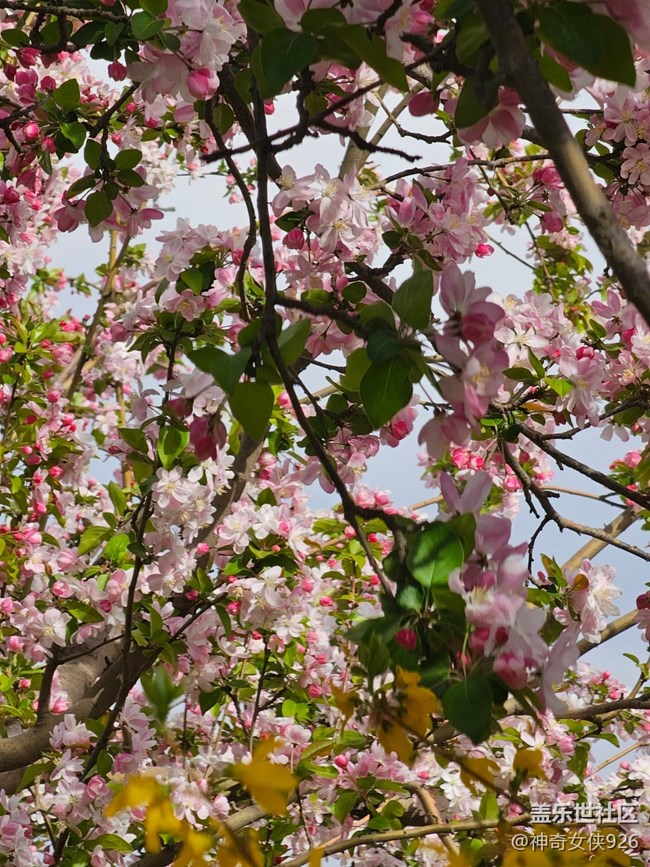 【拈花拾趣】芳華綻放