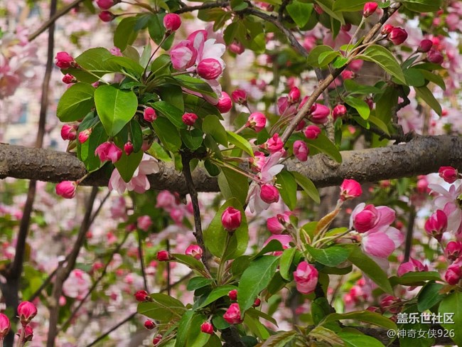 【拈花拾趣】林間花影