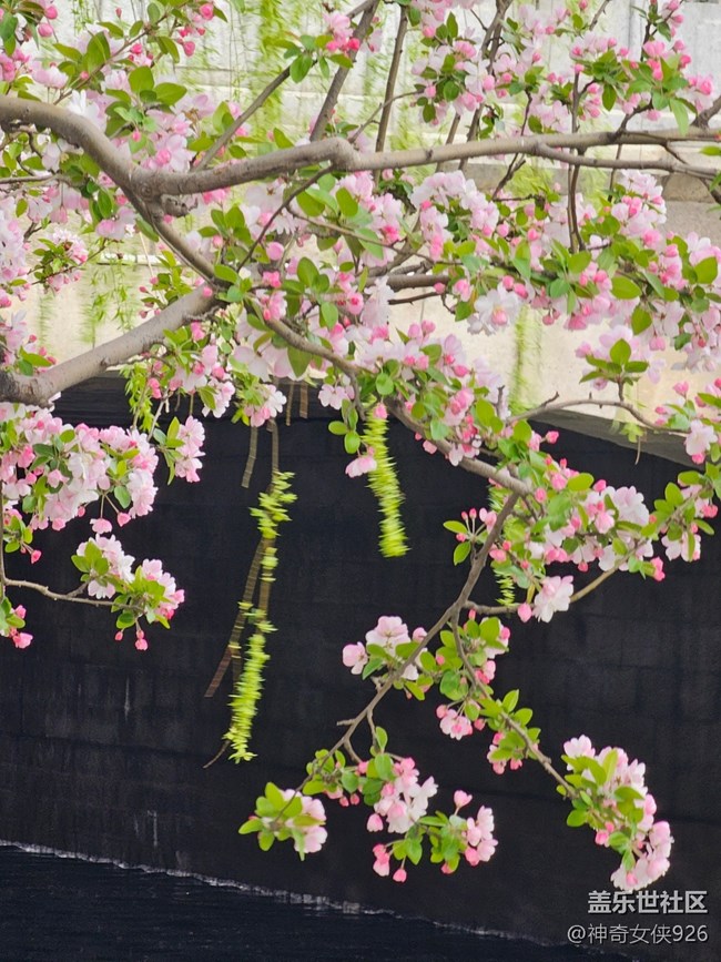 【拈花拾趣】隔岸觀花