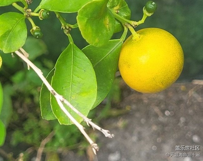 【春色撩人】小橘子