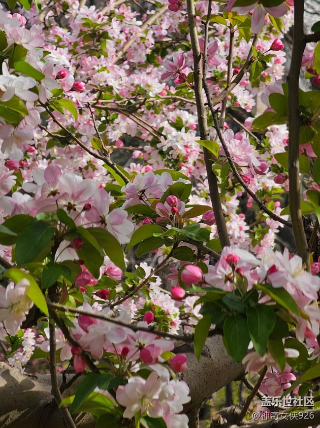 【拈花拾趣】芳華綻放