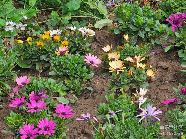 【拈花拾趣】花園