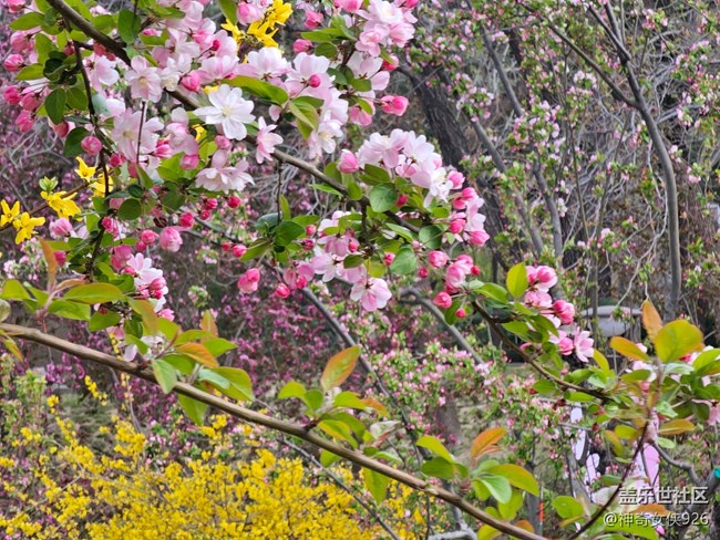 【拈花拾趣】花海世界