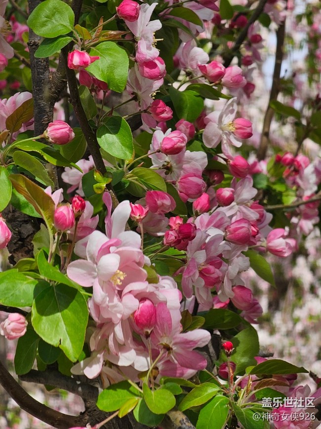 【拈花拾趣】芳華綻放
