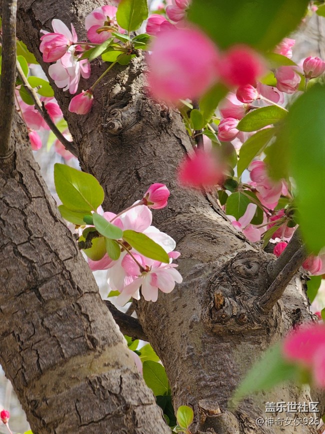 【拈花拾趣】樹枝之間