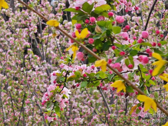 【拈花拾趣】花海世界