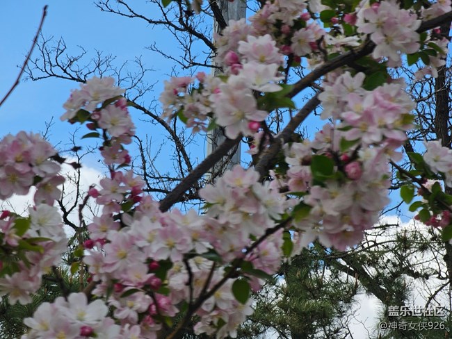 【拈花拾趣】盛放藍天下