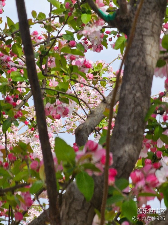 【拈花拾趣】林間花影