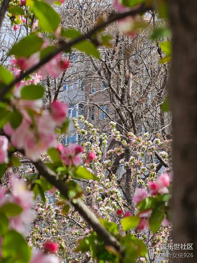 【拈花拾趣】樹枝之間