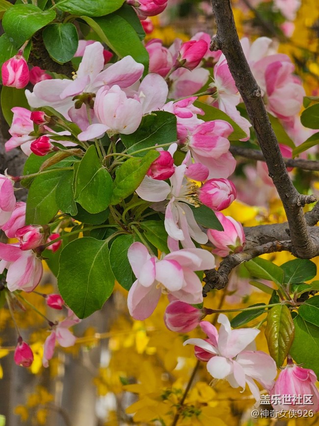 【拈花拾趣】芳華綻放