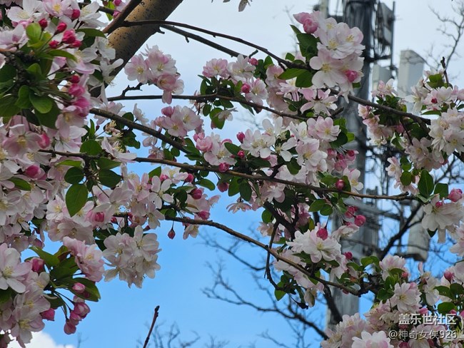【拈花拾趣】盛放藍天下