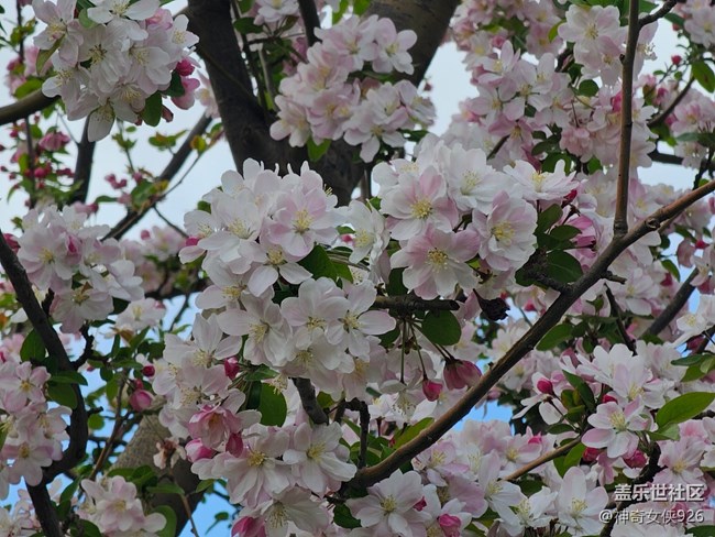 【拈花拾趣】盛放藍天下