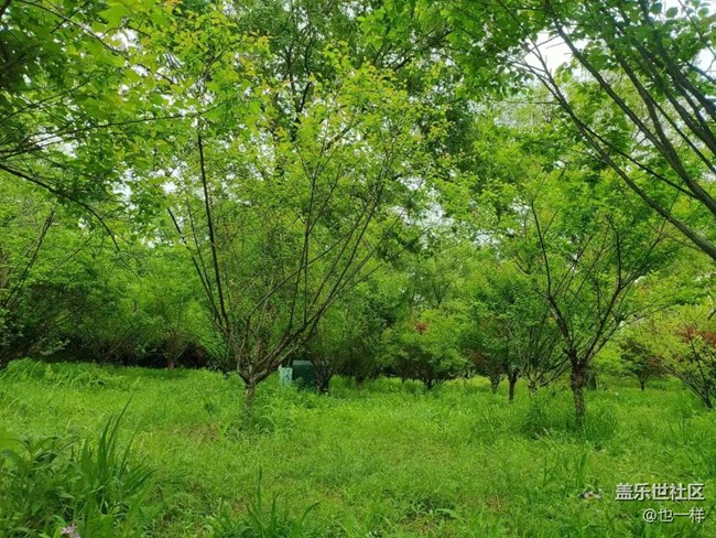 【春色撩人】野餐