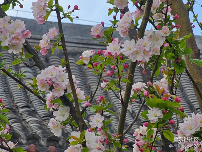 【拈花拾趣】盛放藍天下