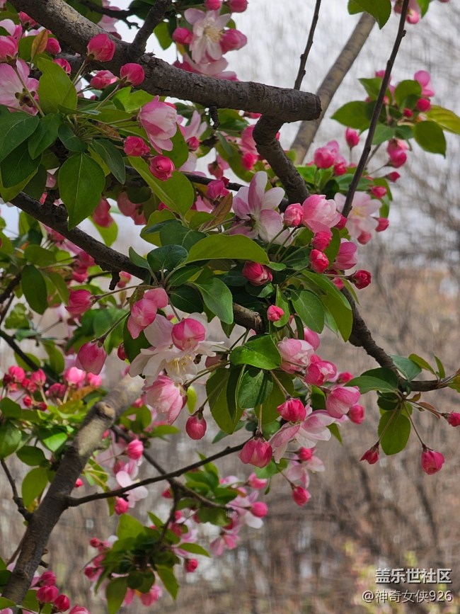 【拈花拾趣】樹枝之間
