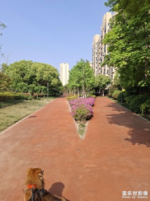 【市井長巷】遛狗時隨手拍