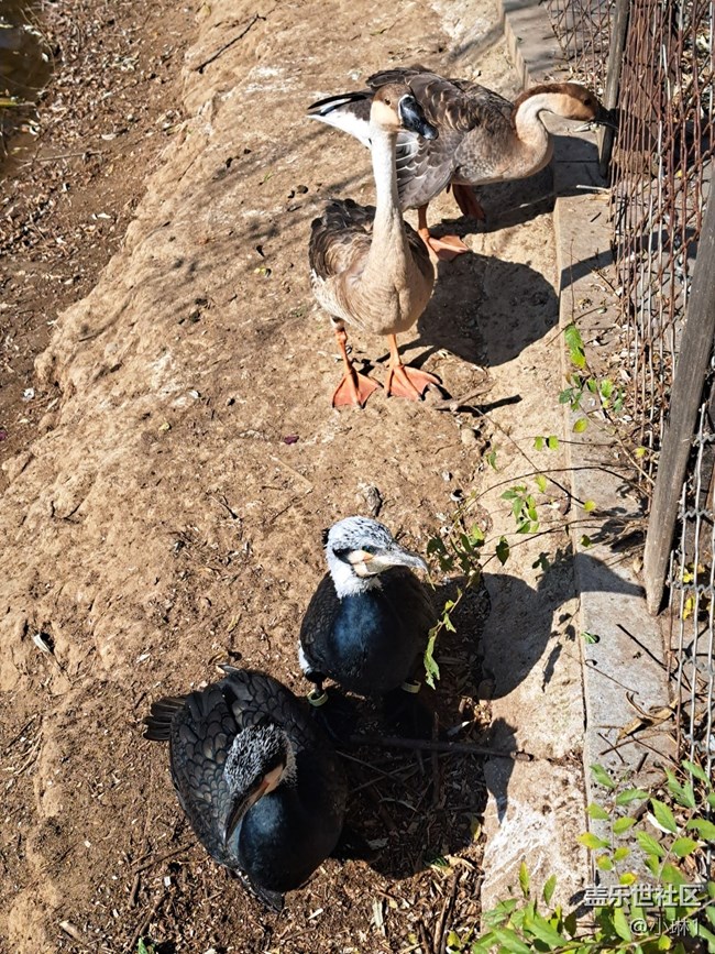 【日常的變遷】鳥