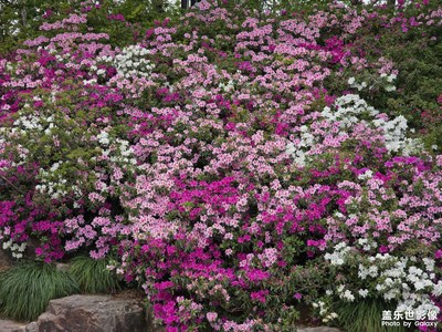 【市井長巷】+映山紅