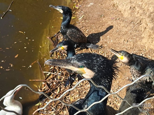 【日常的變遷】鳥