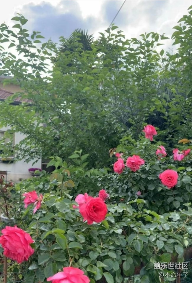 【春色撩人】花園