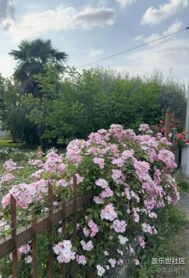 【春色撩人】花園