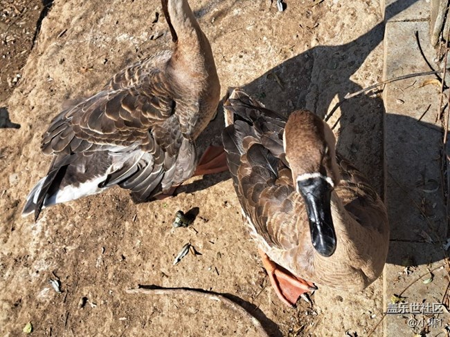 【日常的變遷】鳥