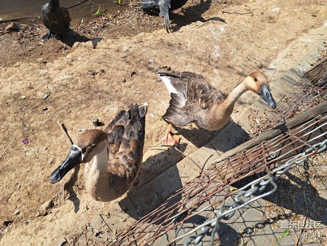 【日常的變遷】鳥