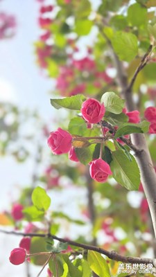 萬綠叢中一點(diǎn)紅