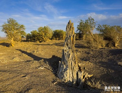 蒼茫與生機(jī)