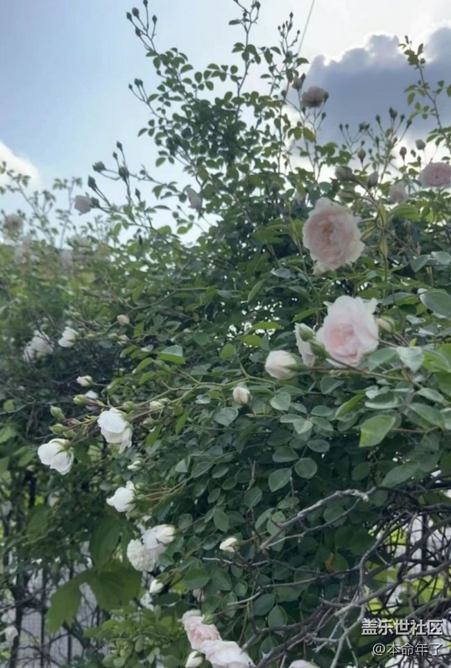 【春色撩人】花園