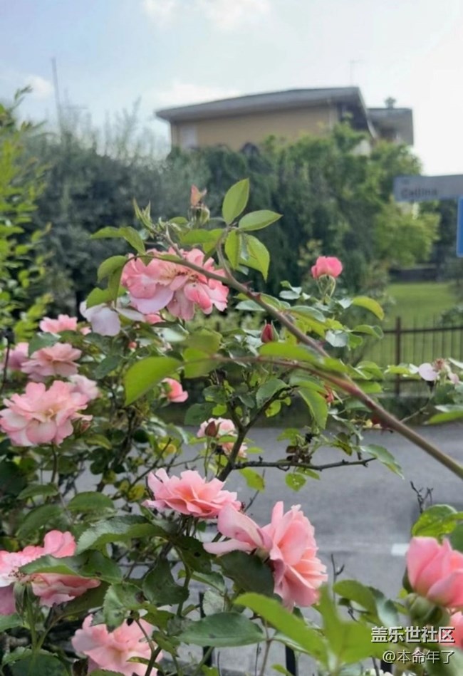 【春色撩人】花園