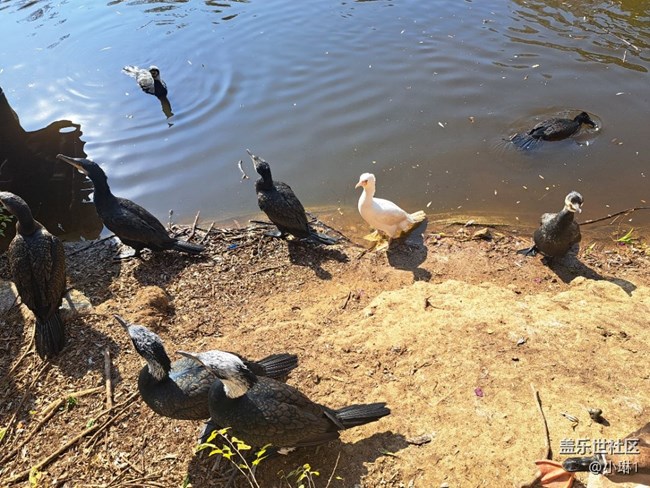 【日常的變遷】鳥