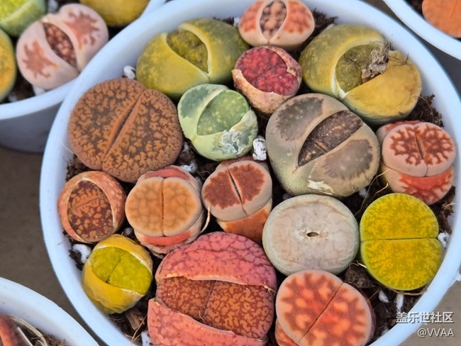 【拈花拾趣】+多肉