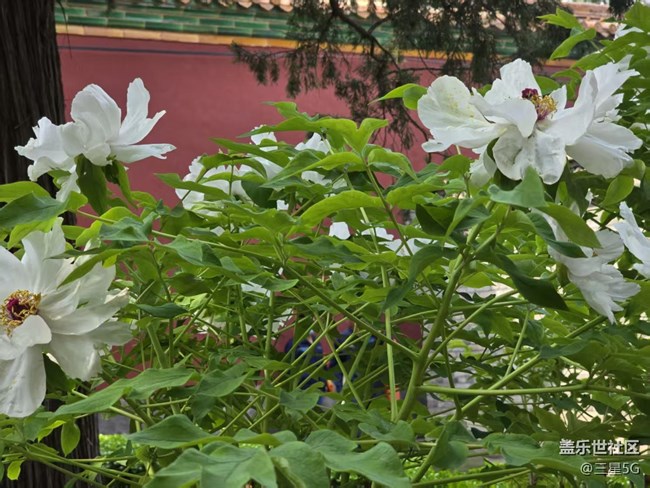 【拈花拾趣】國(guó)色天香