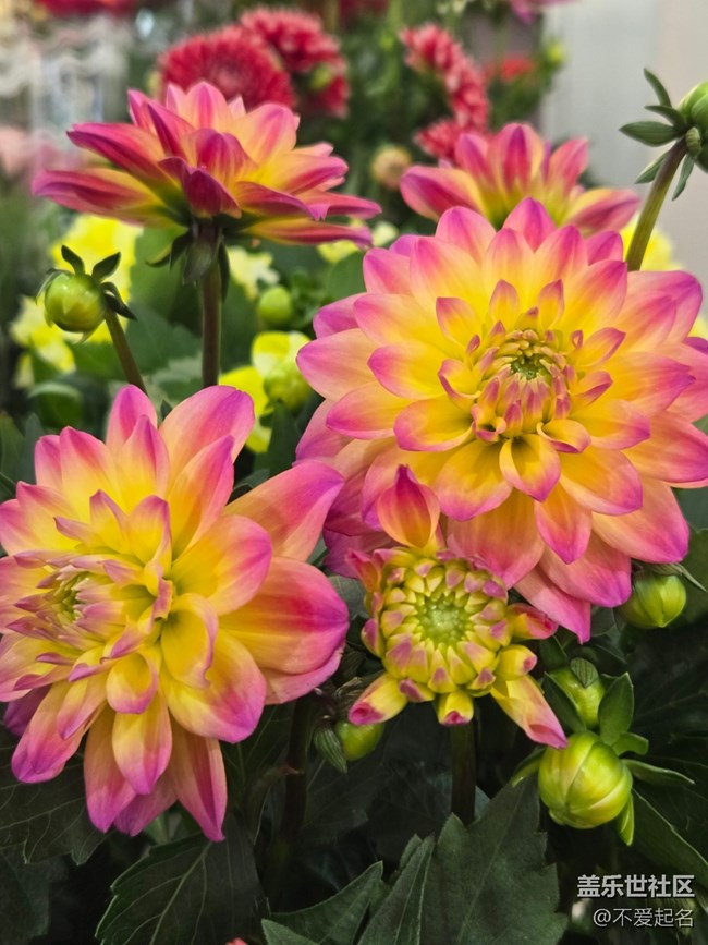 【拈花拾趣】絢爛華章